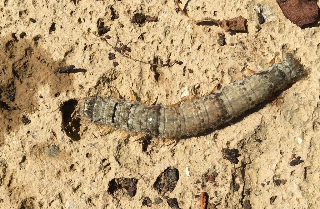 Bruco di  Lasiocampidae (Gastropacha quercifolia o Phyllodesma tremulifolia)